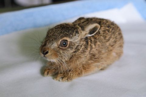 Injured wild hot sale bunny